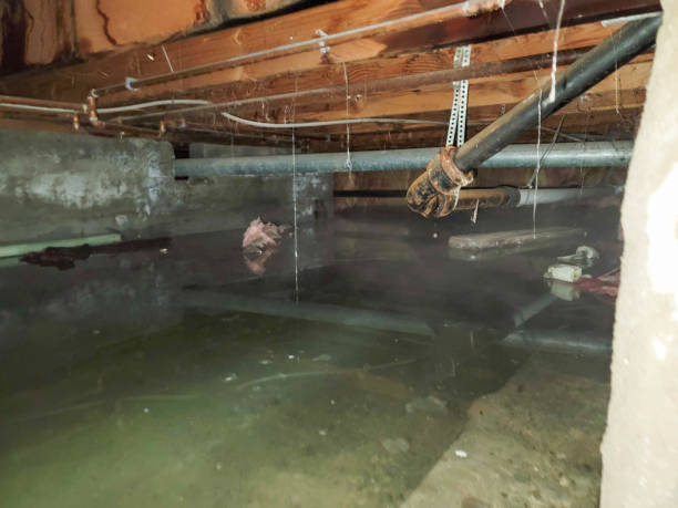 Best Flood damage cleanup  in Lebanon, TN